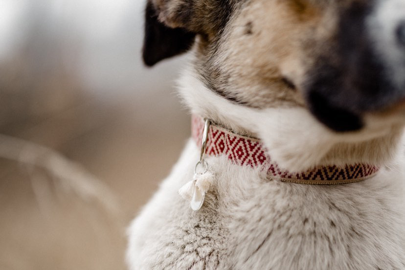 THE DOG IDEA Hundehalsbänder THE DOG IDEA Boho-Chic Halsband June M