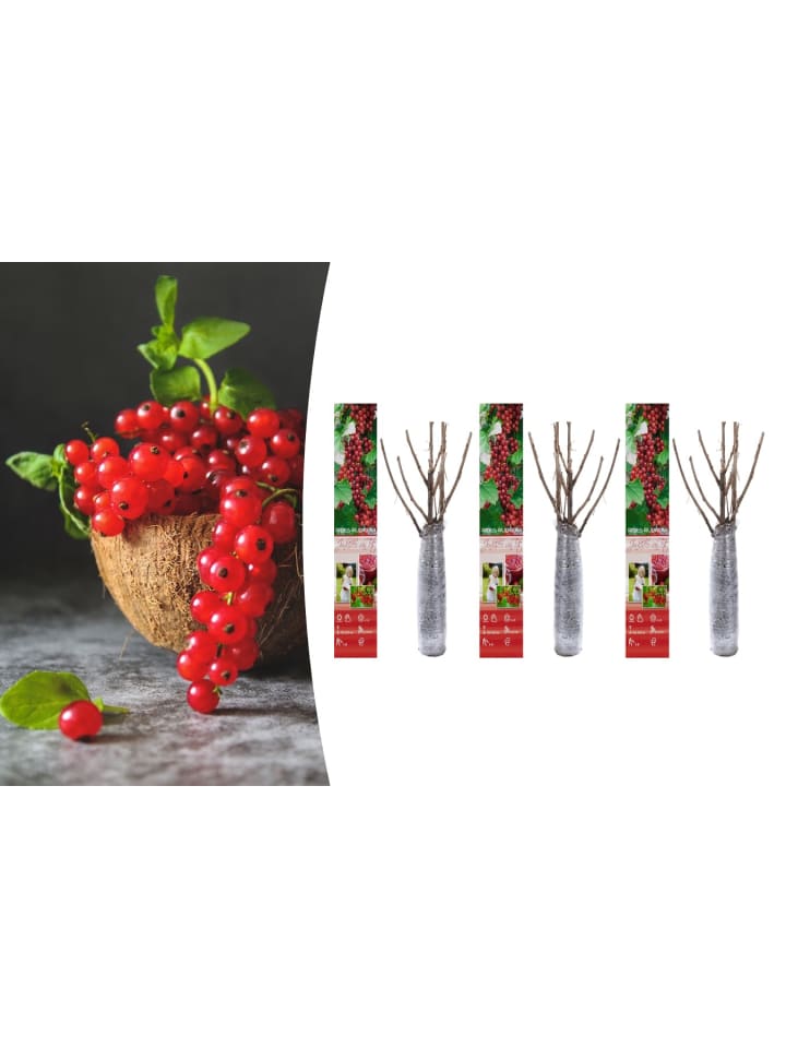 OH2 3er-Set Beeren in Rot günstig kaufen onesize