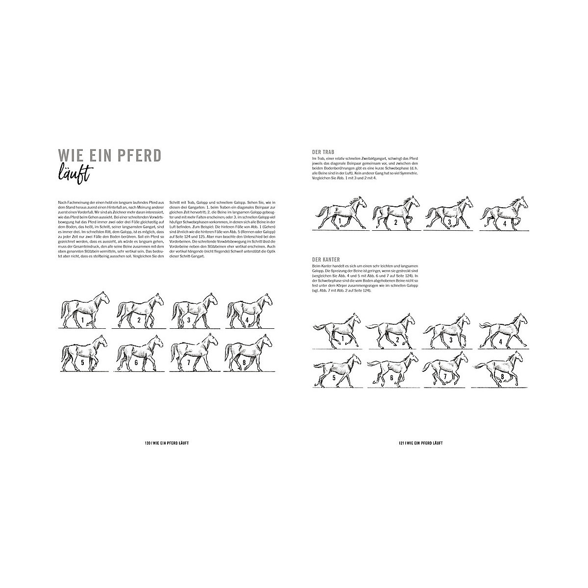 Richtig gut zeichnen - Tiere