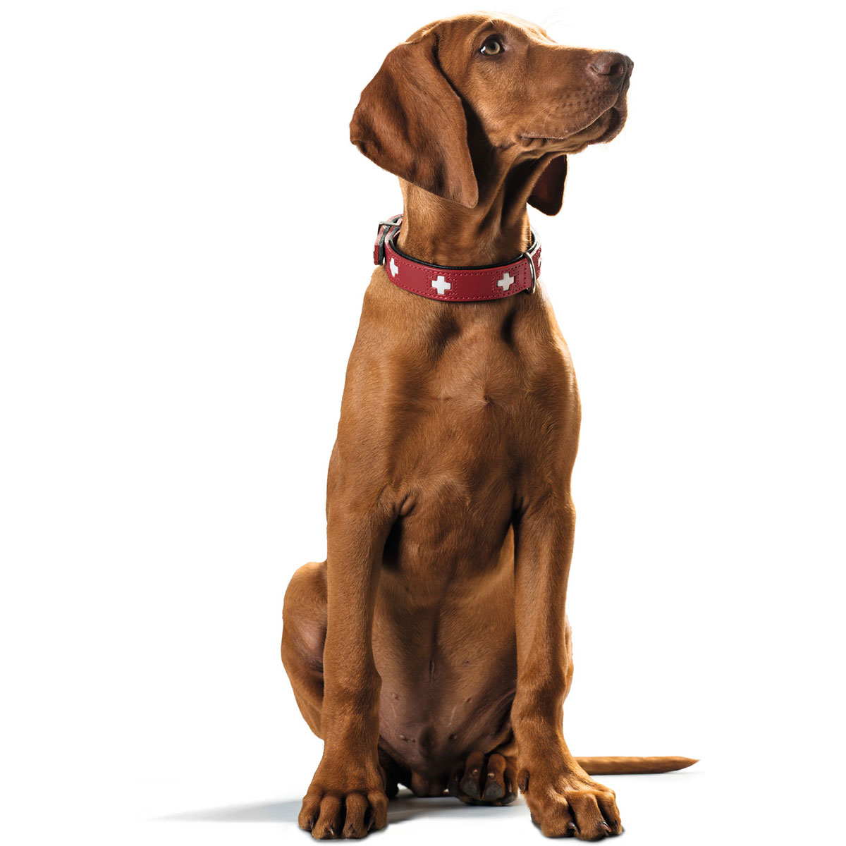 Hunter Swiss Halsband rot/schwarz günstig kaufen bei ZooRoyal