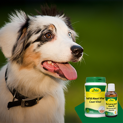 cdVet Ergänzungsfutter & Aufzucht cdVet Bio Fell & Haut Vital Öl 100 ml