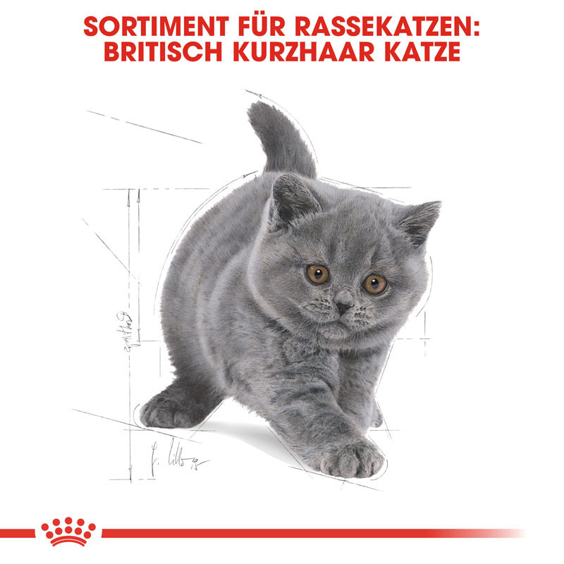ROYAL CANIN Trockenfutter ROYAL CANIN British Shorthair Kitten 10 kg