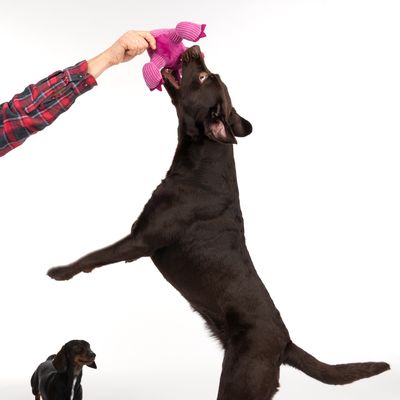 TIAKI Hundespielzeug T-Rex