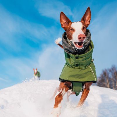 Rukka® Warmup Hundemantel, oliv