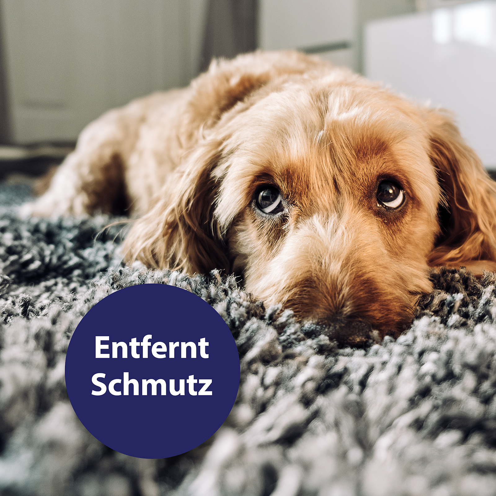 Canosept Augen- & Ohrenpflege Canosept Augenpflege für Hunde 120 ml