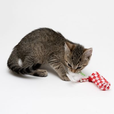 Katzenspielzeug Spring Set