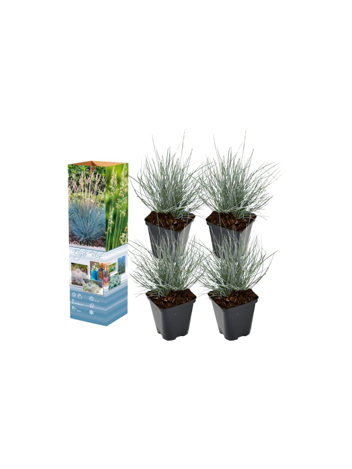 OH2 4er-Set: Festuca Glauca Elijah Blue in Blau günstig kaufen onesize