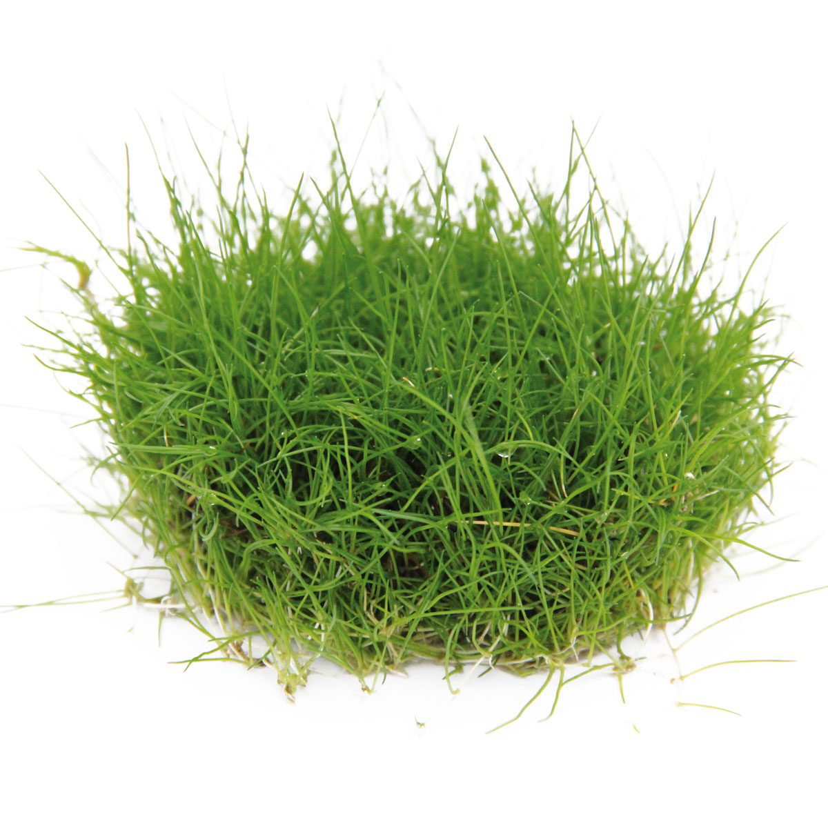 Dennerle Plants Eleocharis pusilla In-Vitro kaufen