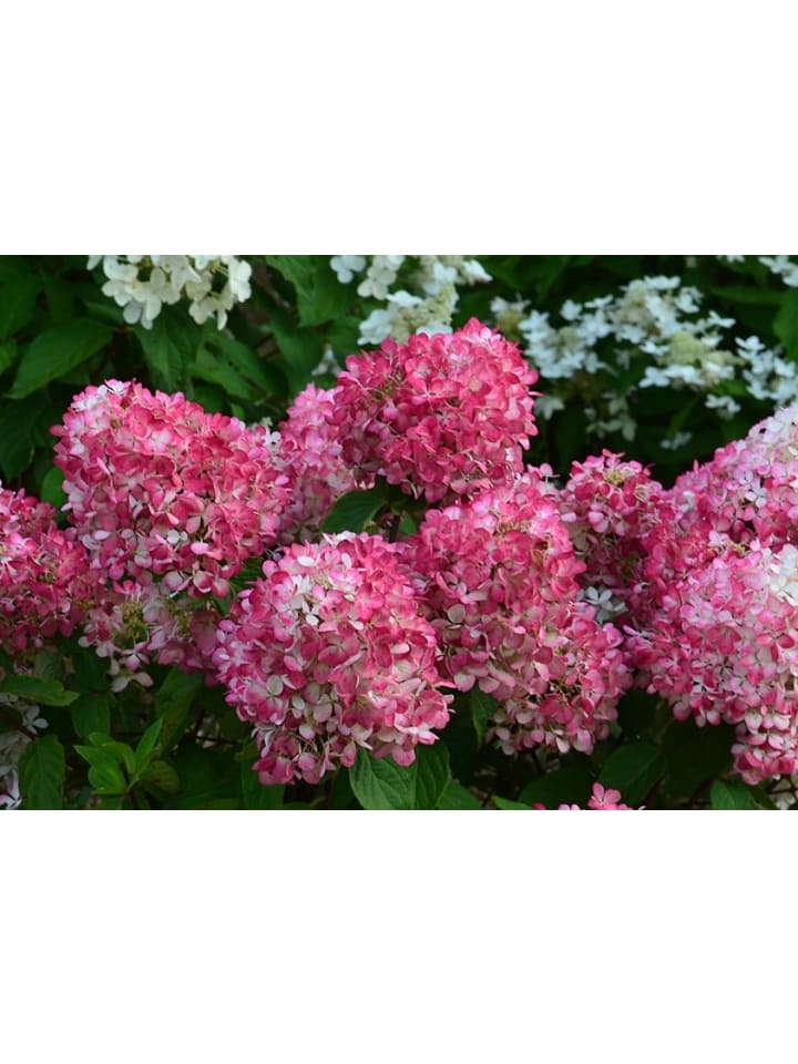 OH2 3er-Set pan. 'Pink Diamond Hortensien in Rosa günstig kaufen onesize