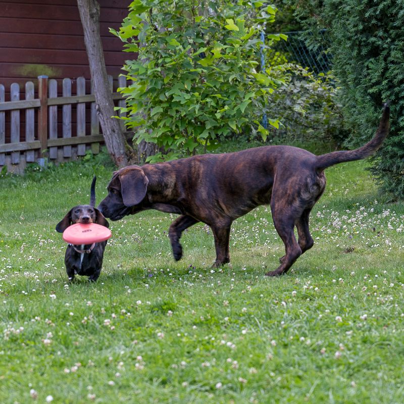 TIAKI Frisbee zu TOP-Preisen