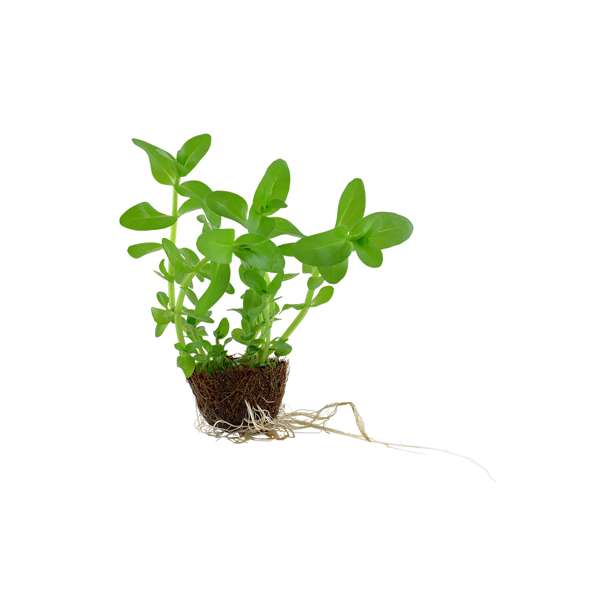 Tropica Aquariumpflanze Bacopa caroliniana kaufen