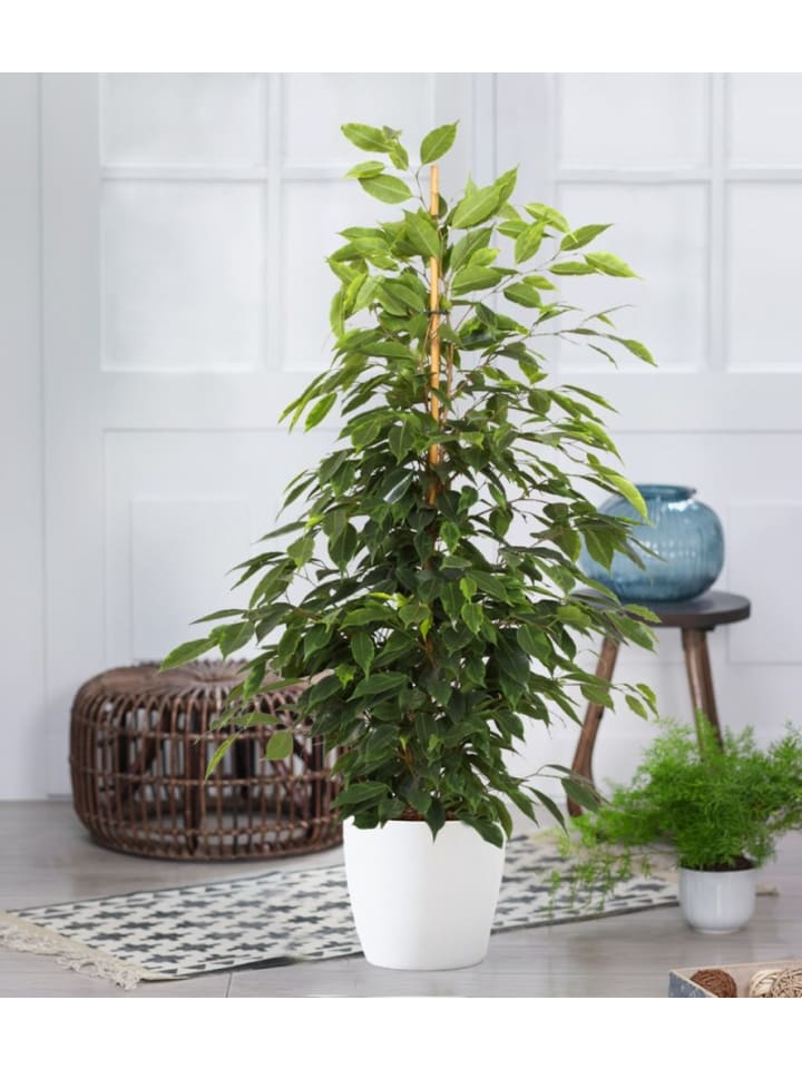 OH2 3er-Set: Feigen Ficus Weeping in Grün günstig kaufen onesize