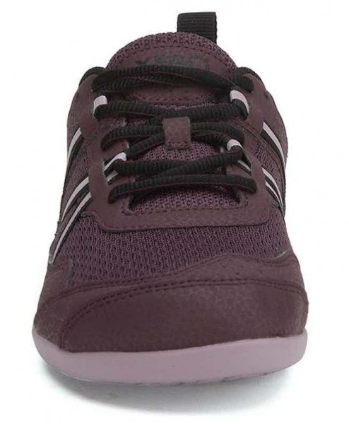 Xero |f ~ Prio ~ Fig/Elderberry