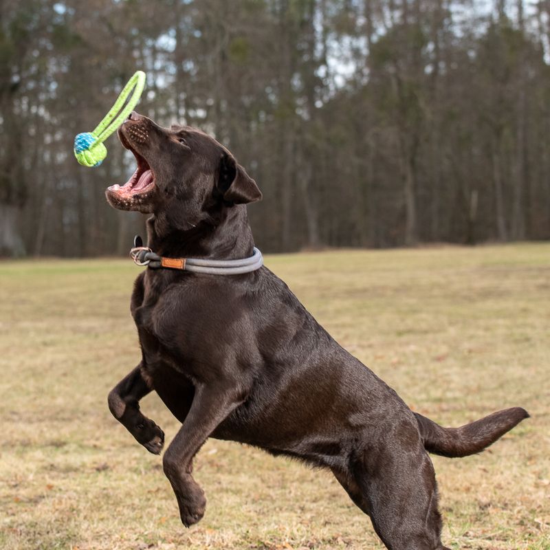 Sparset Hundespielzeug mit Tau Limoen zu TOP-Preisen | bitiba %