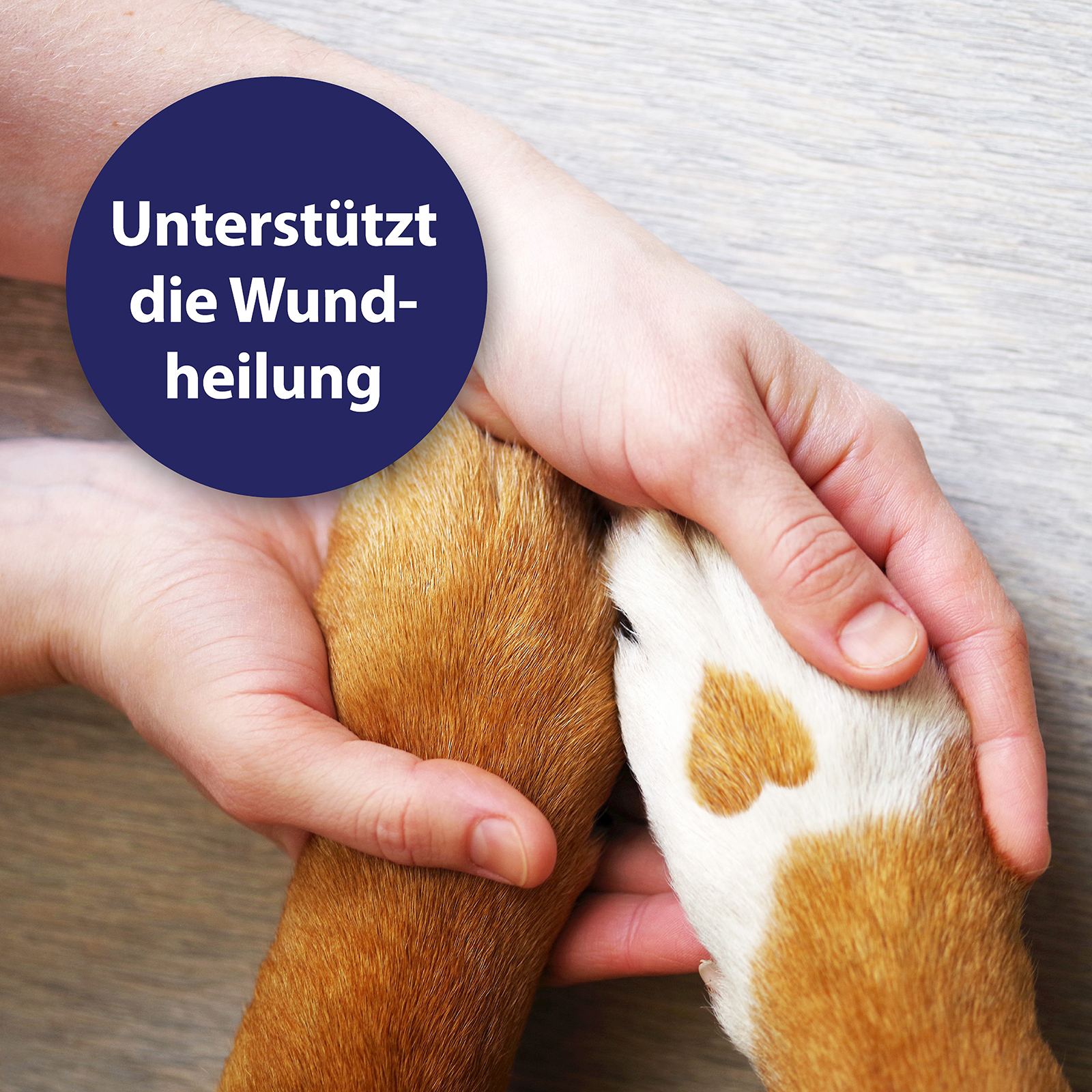 Canosept Pfotenpflege Canosept Pfotenpflege für Hunde 75 g