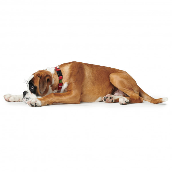 Hunter - Halsung VB - Hundehalsband