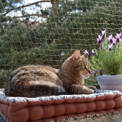 Katzenschutznetz mit Drahtverstärkung