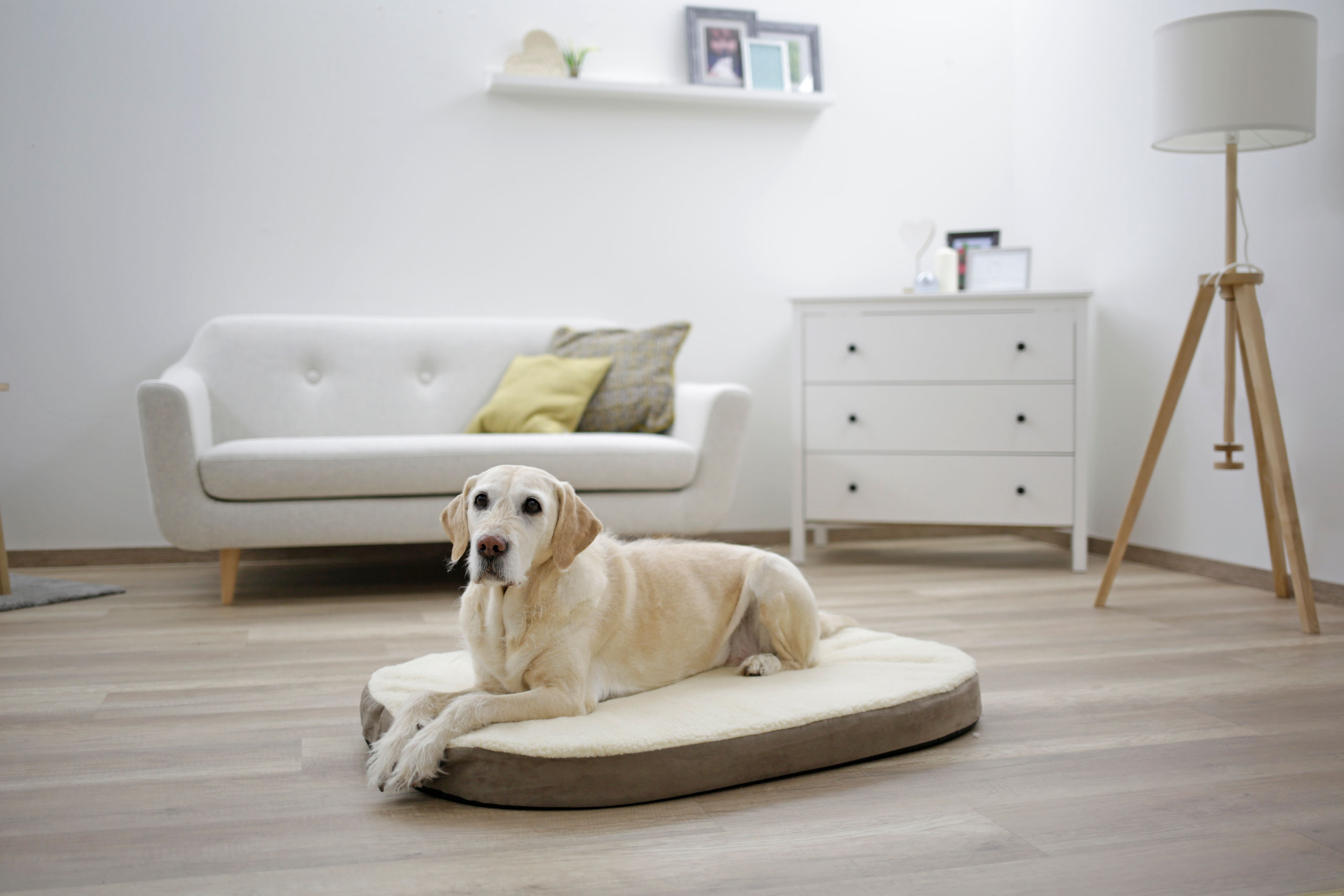 Kerbl Hundekissen Kerbl Pet Matratze für Hunde Memory-Foam, Taupe/Beige, 72x52x8cm M