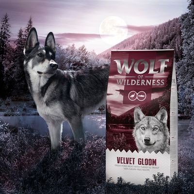 Wolf of Wilderness 