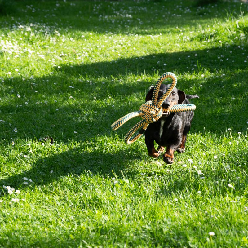 Nomad Tales Spirit Fliegender Seil-Ball zu TOP-Preisen | bitiba %