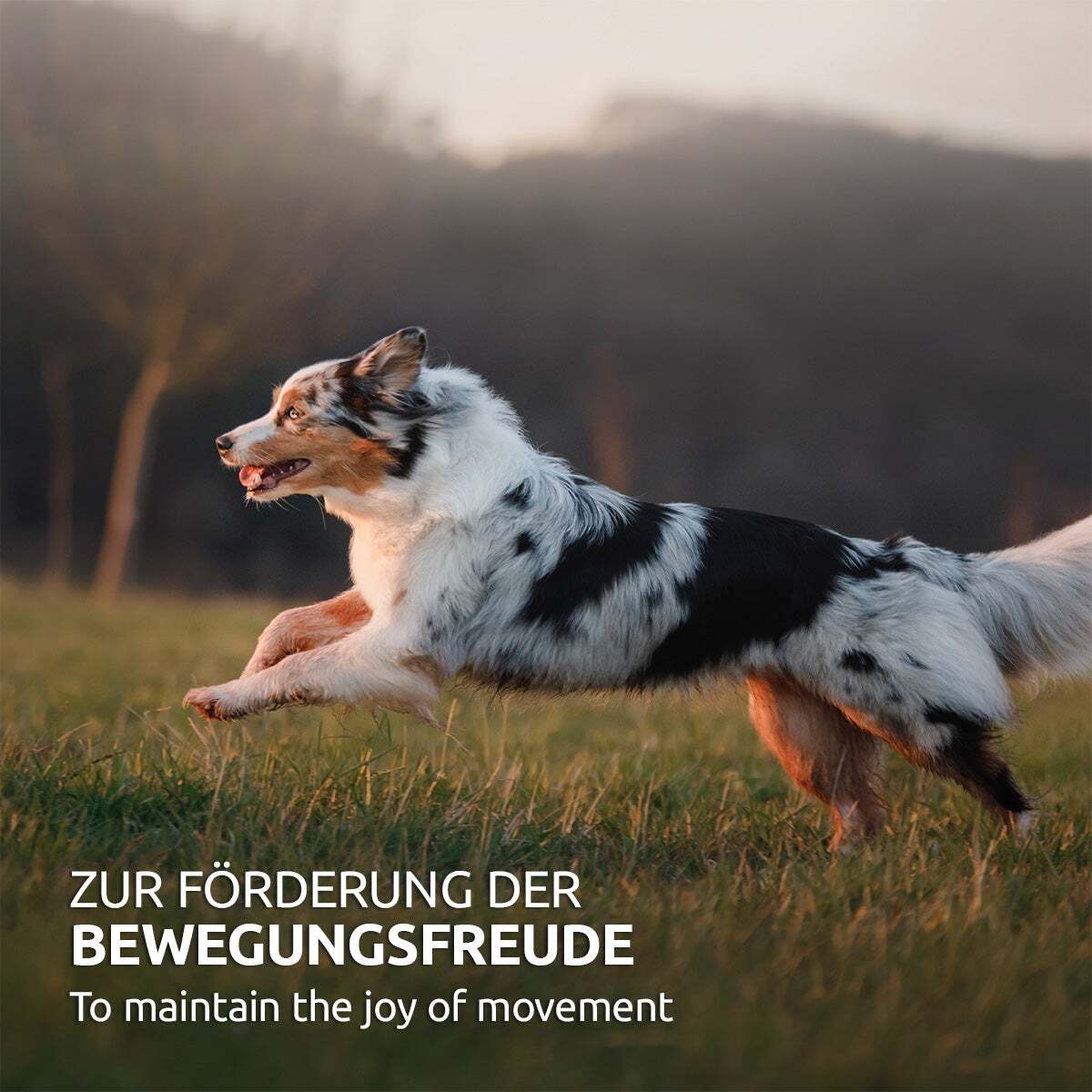 Aniforte Ergänzungsfutter & Aufzucht Aniforte Hagebuttenpulver 250 g