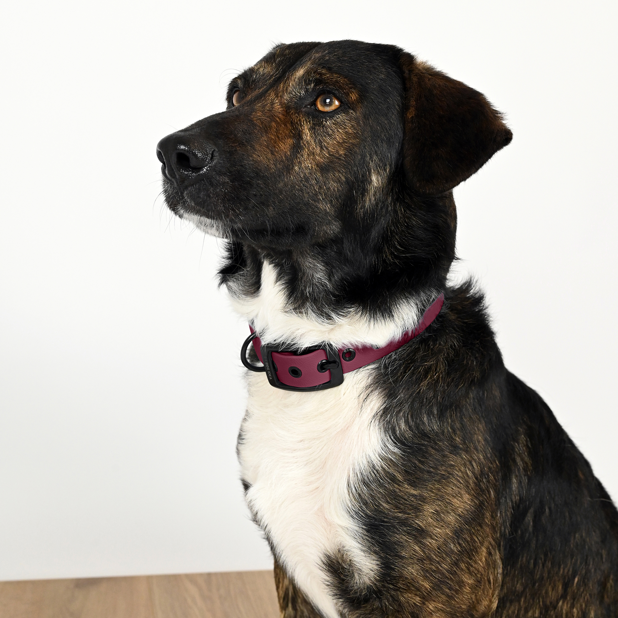 THE DOG IDEA Hundehalsbänder THE DOG IDEA Biothane Halsband Bordeaux Schwarz XS