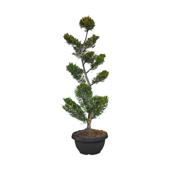 Leyland-Zypresse Bonsai