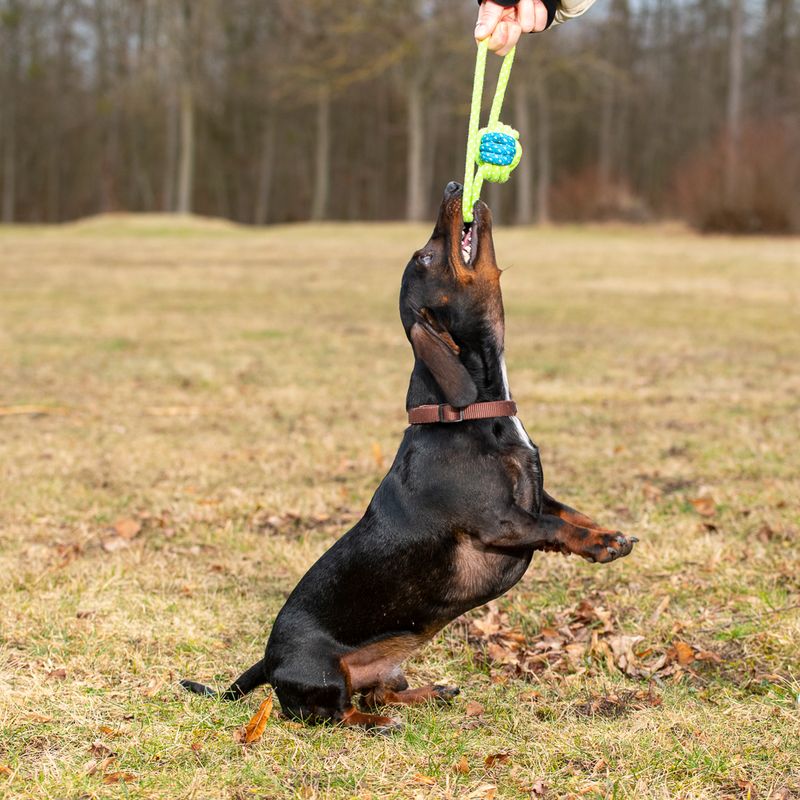 Hundespielzeug Limoen Ball & Seil zu TOP-Preisen