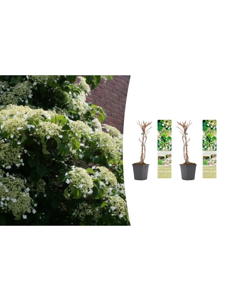 OH2 2er-Set: Kletterhortensie in weiß günstig kaufen onesize