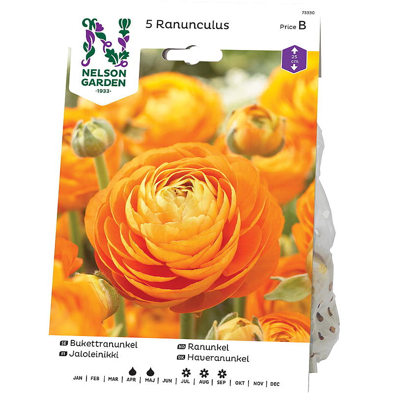 Nelson garden Ranunkel Ranunculus, oransje