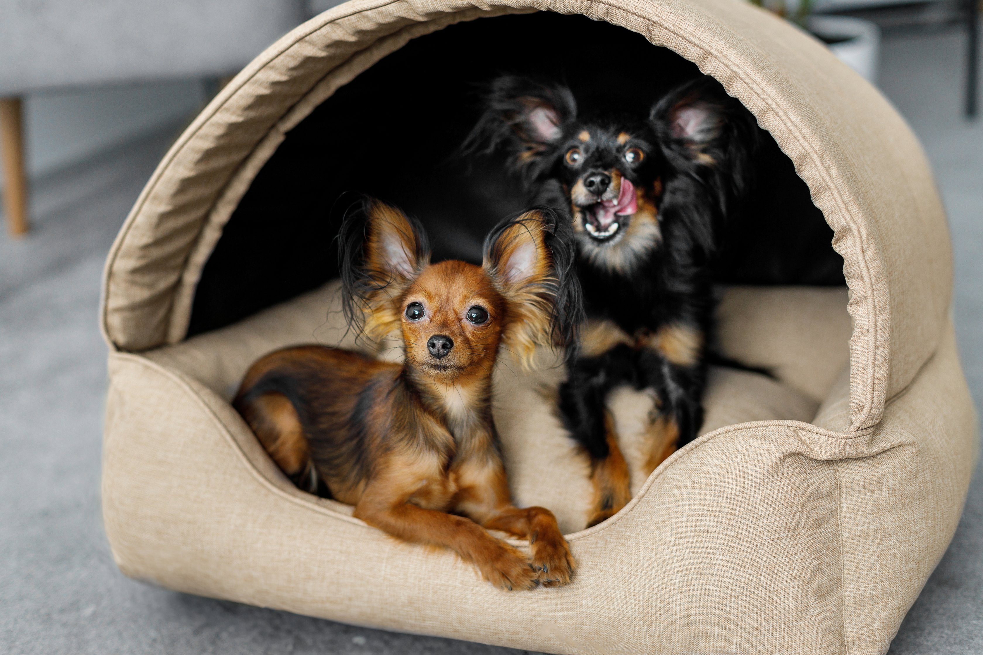 Bjird Hundehütte Tierhaus für Hunde und Katzen, kratzfeste Hundehöhle und Hundebett in einem, made in EU