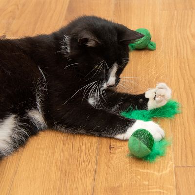 Katzenspielzeug Wagging Set