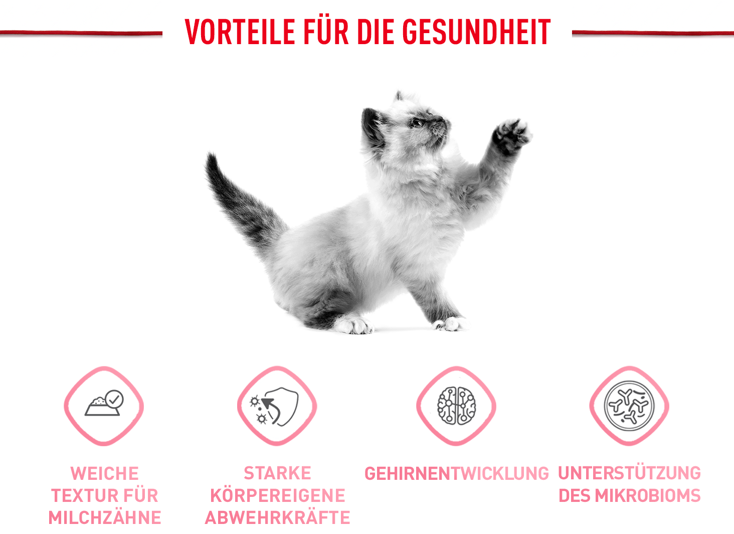 ROYAL CANIN Nassfutter ROYAL CANIN Kitten 12x85g in Gelee