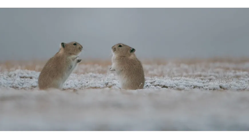 Der Schneeleopard