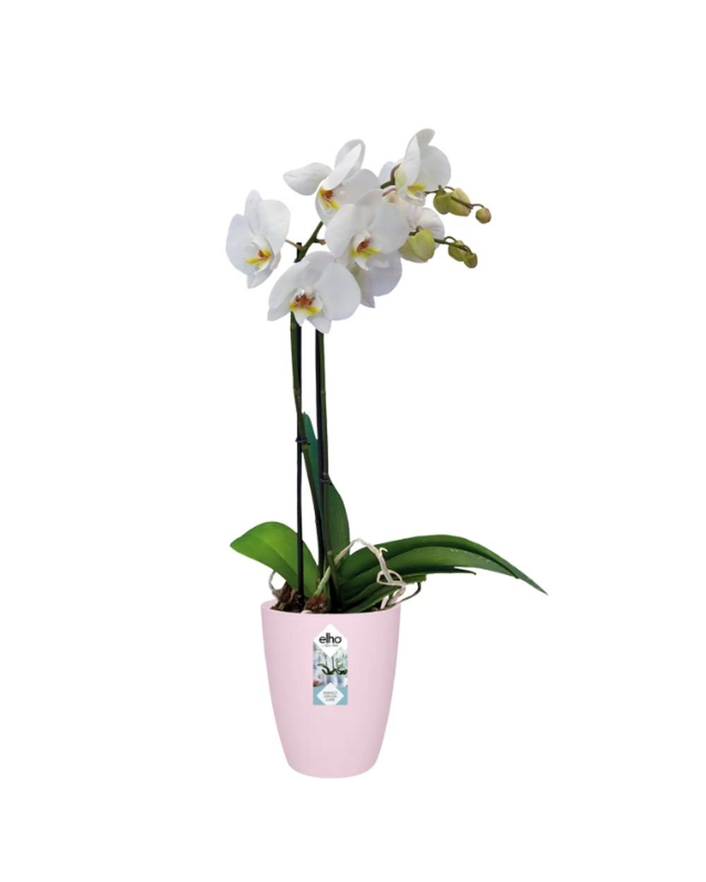 Elho Übertopf ELHO Brussels Orchidee Hoch