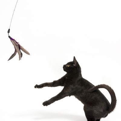 Katzenangel Bird