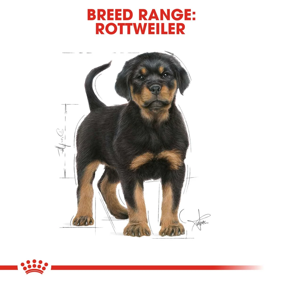ROYAL CANIN Rottweiler Puppy Welpenfutter trocken bei ZooRoyal