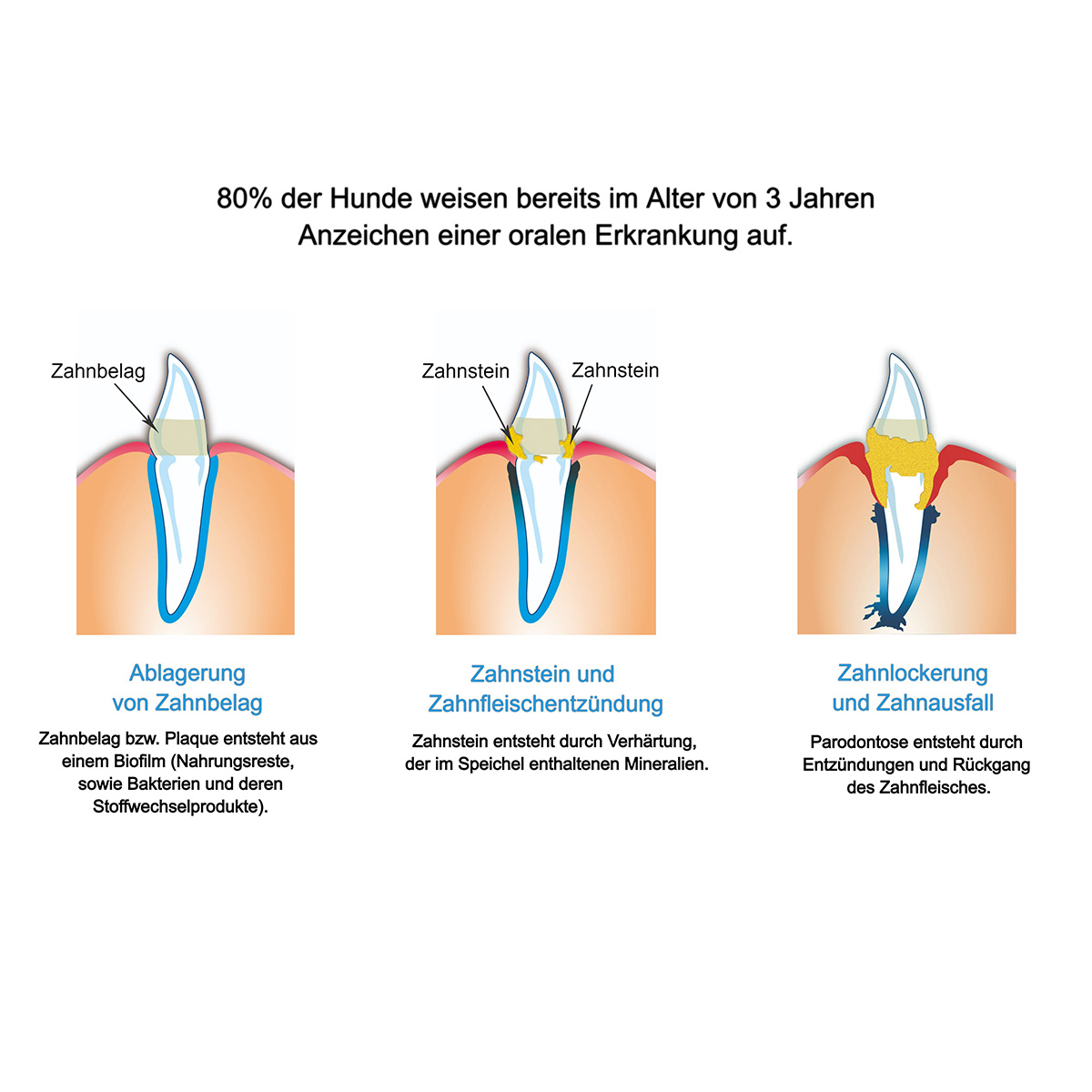 bogadent Anti-Plaque Finger Adult 2 Stück kaufen bei ZooRoyal