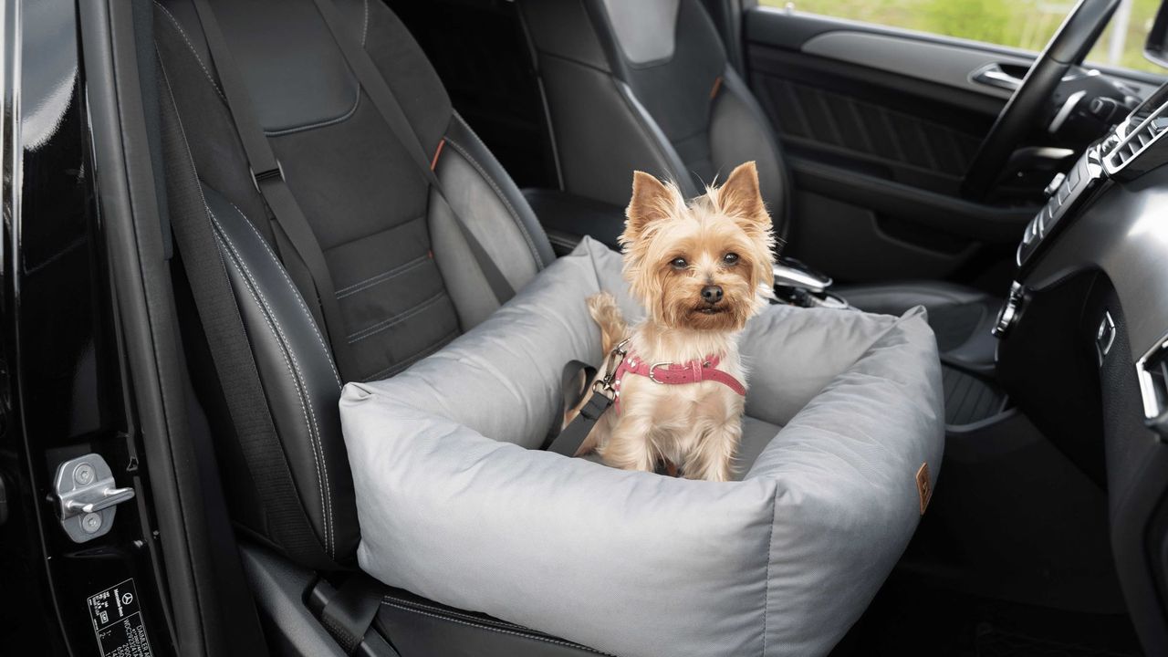 Animood Hundeautositz Julian grau S