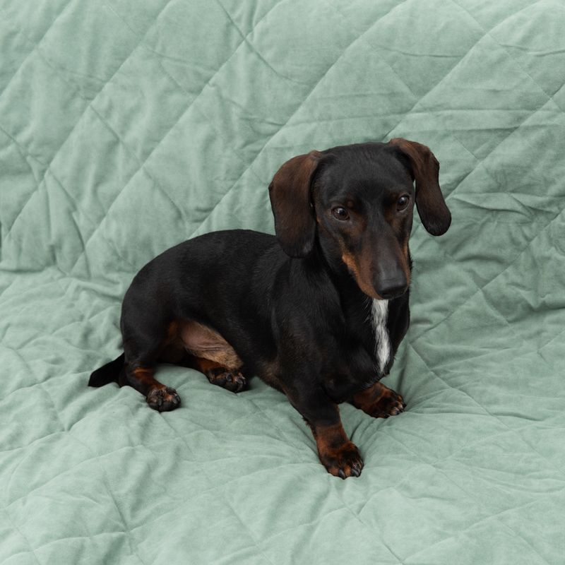 Modern Living Hundedecke Victoria zu TOP-Preisen