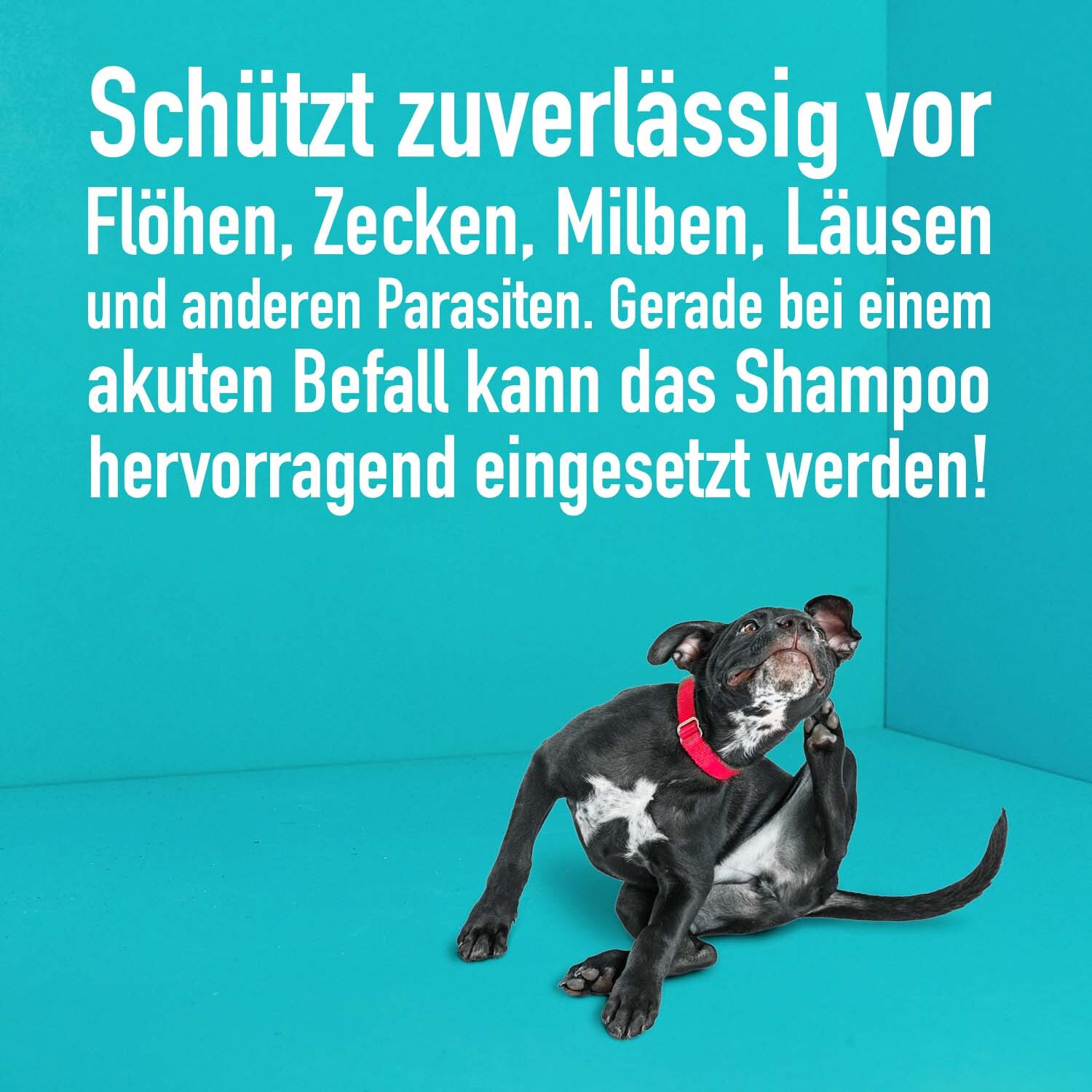 Greenhero Fellpflege Greenhero Floh- und Zeckenshampoo