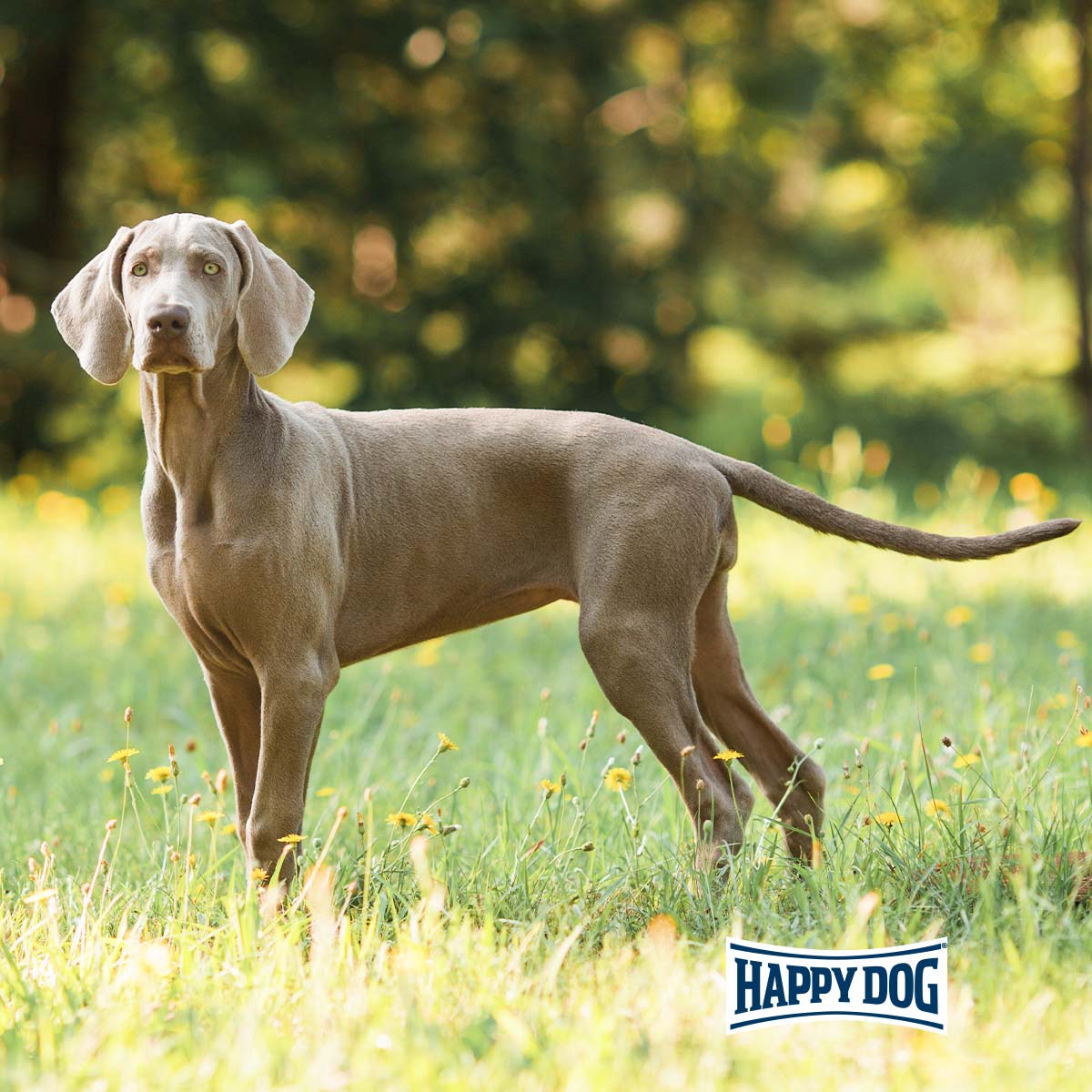 Happy Dog Supreme fit & vital Light günstig kaufen bei ZooRoyal