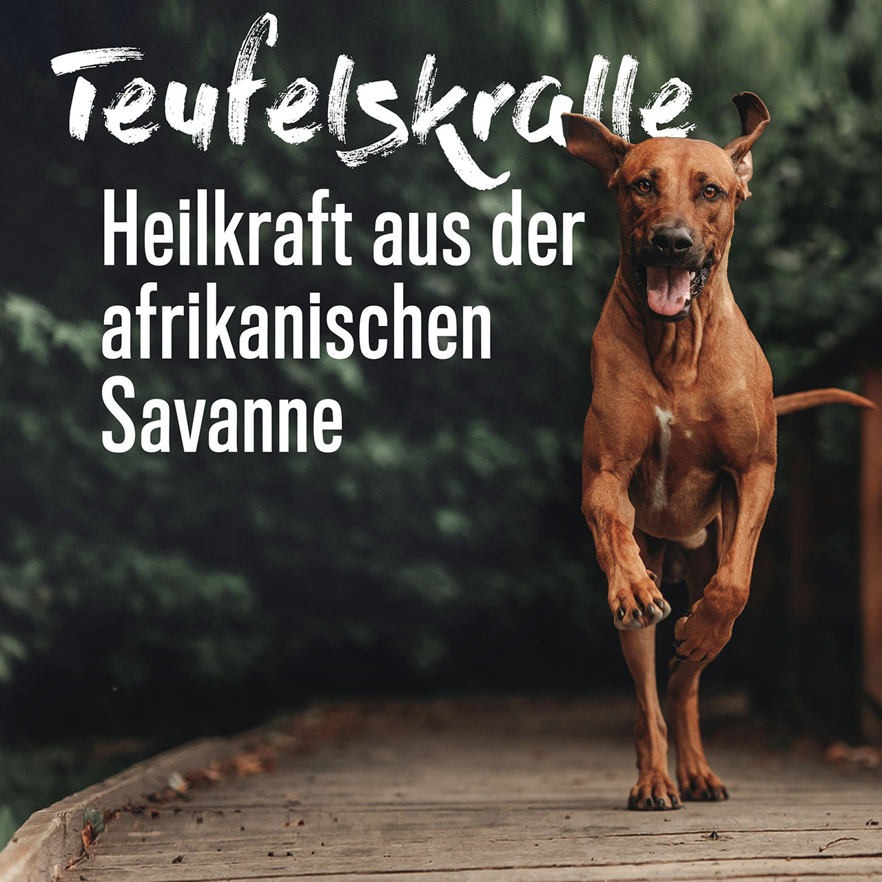 ALPHAZOO Ergänzungsfutter & Aufzucht ALPHAZOO Afrikanische Teufelskralle gemahlen für Hunde und Katzen 750 g