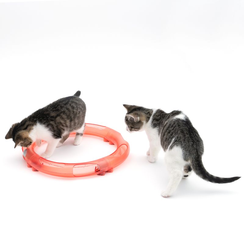 TIAKI Kugelbahn Roundabout für Katzen zu TOP-Preisen | bitiba %