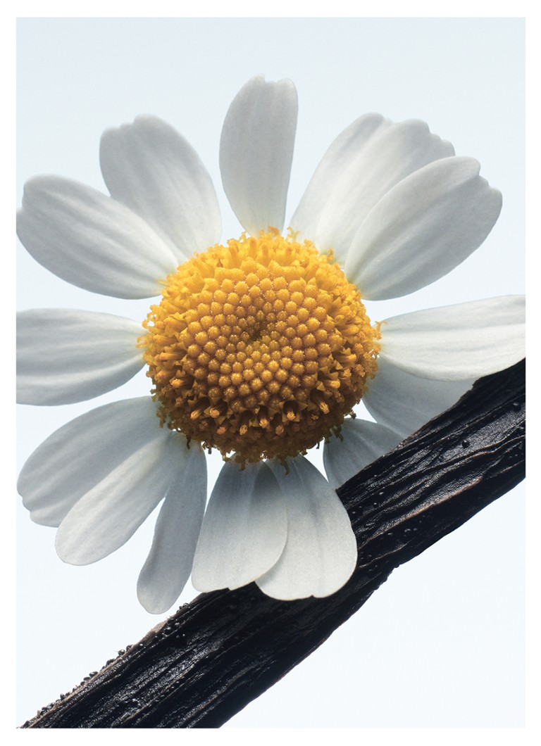 Apa de parfum Dries Van Noten Chamomile Satin