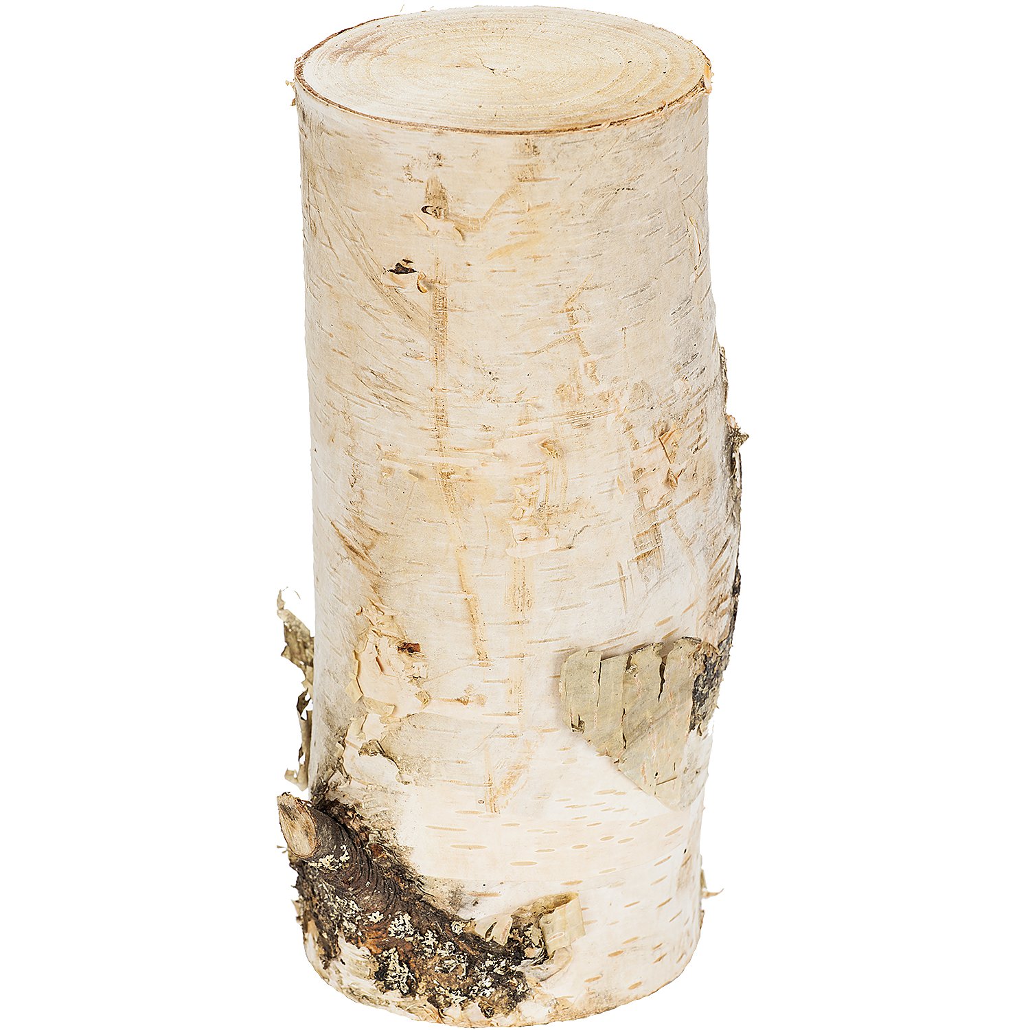 Birkenstamm, 26 cm