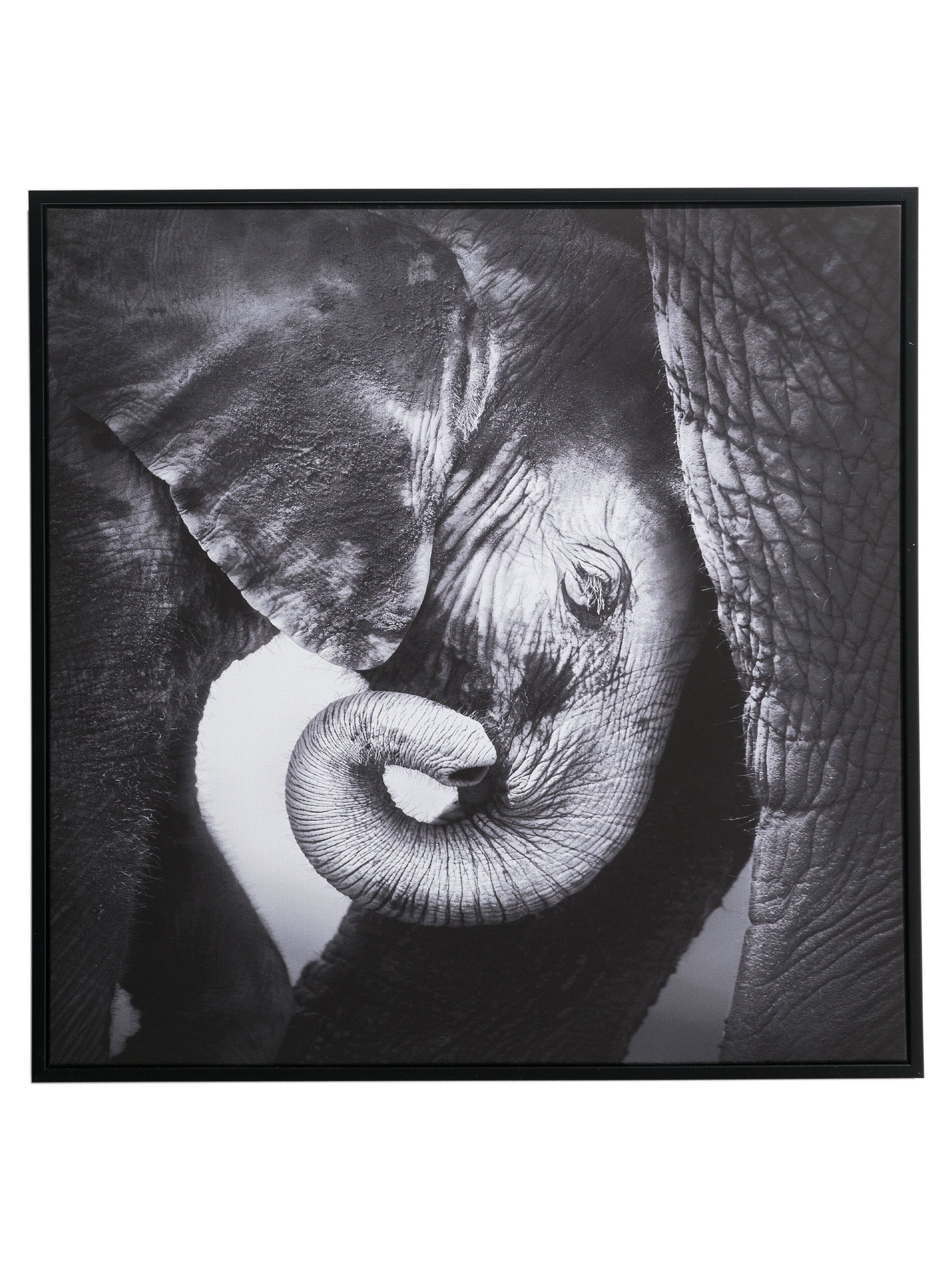 Elephant Baby Leinwand-Druck-gerahmt, Schwarz