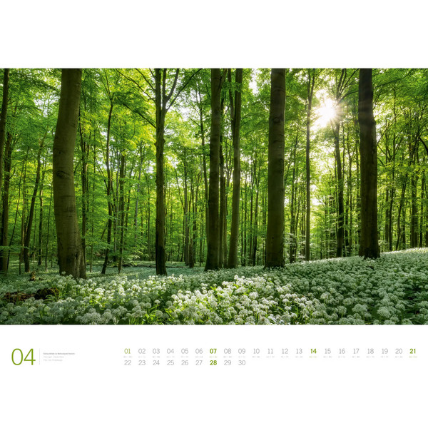 WALD - ACKERMANN GALLERY KALENDER 2024 - Kalender