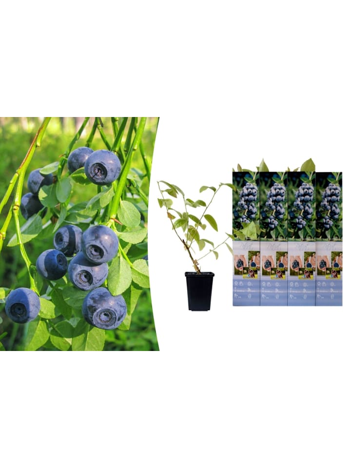 OH2 4er-Set: Blaubeere in Blau günstig kaufen onesize