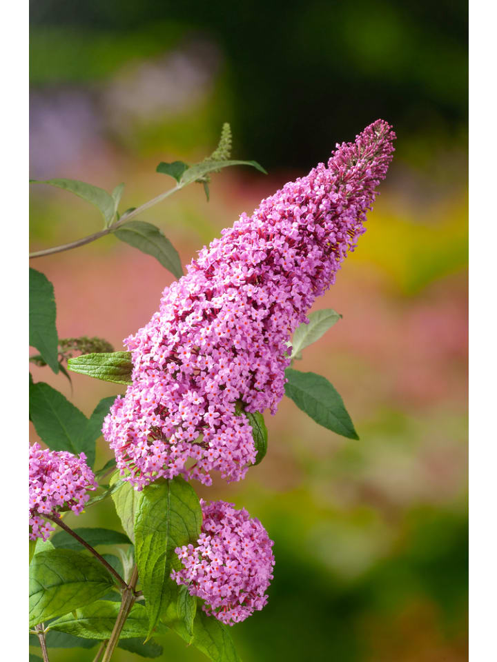 OH2 3er-Set: Schmetterlingspflanzen Davidii in Rosa günstig kaufen onesize